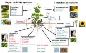 Crucifère glucosinolates.png