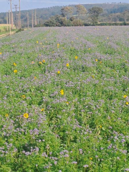 Fichier:Couvert Marchadour 3.jpg