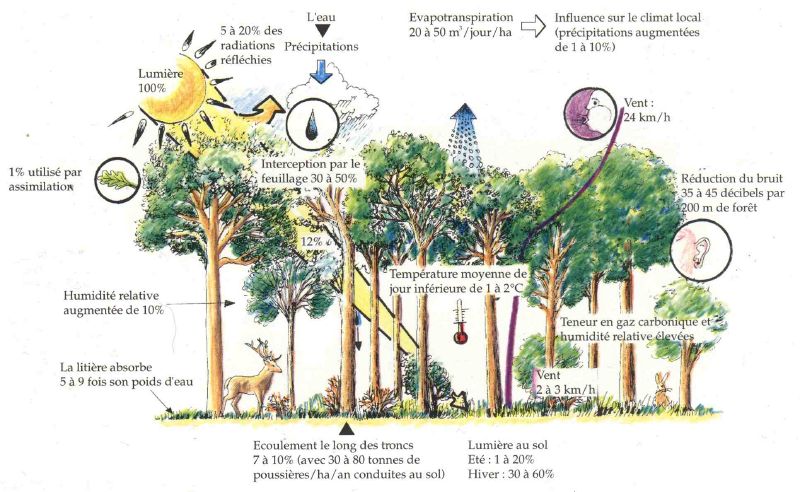 Fichier:Micro-climat-foret-feuillus-min.jpg