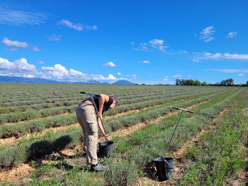 Fichier:Photo reliquats azotés (2025).jpg