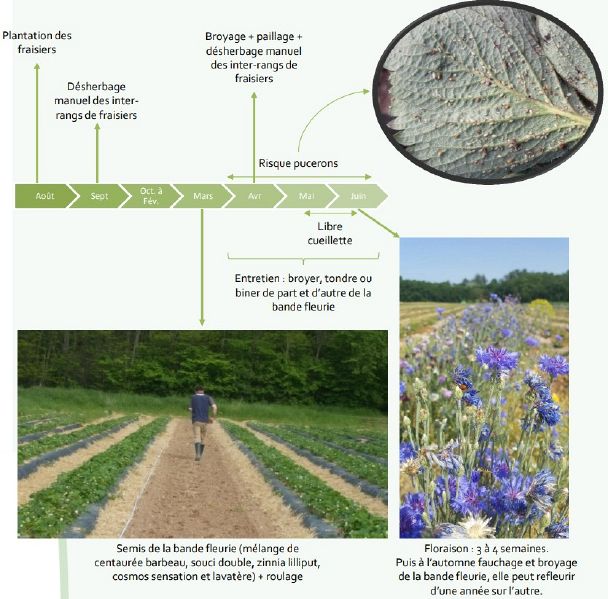 Fichier:Itineraire technique bande fleurie.jpg