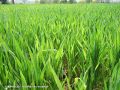 Stries jaunes ou vert clair le long des nervures des jeunes feuilles.