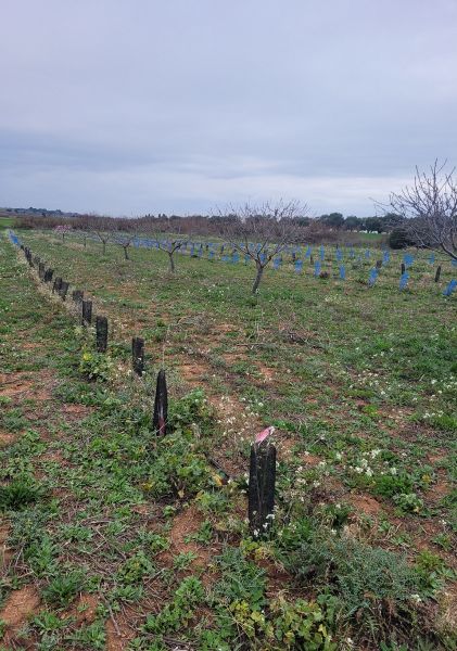 Fichier:Levret arbo.jpg