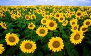 Image tournesol.jpg