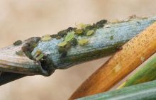 OR Pucerons-Rhopalosiphum-padi Colonie-min.jpg