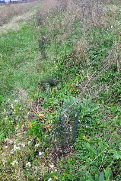 Fichier:Levret Haie.png