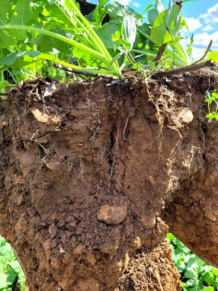 Fichier:Sol2 Saboureau.jpg