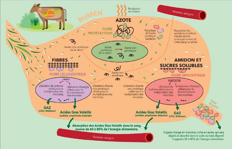 Fichier:Paturajuste digestion schema ruminant.jpg