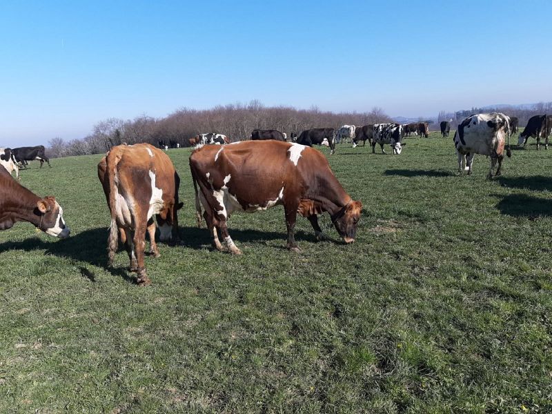 Fichier:Vaches au pâturage .jpg