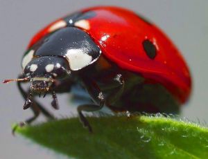 Image coccinelle.jpg