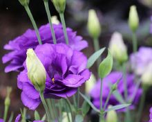 Image Lisianthus.jpg