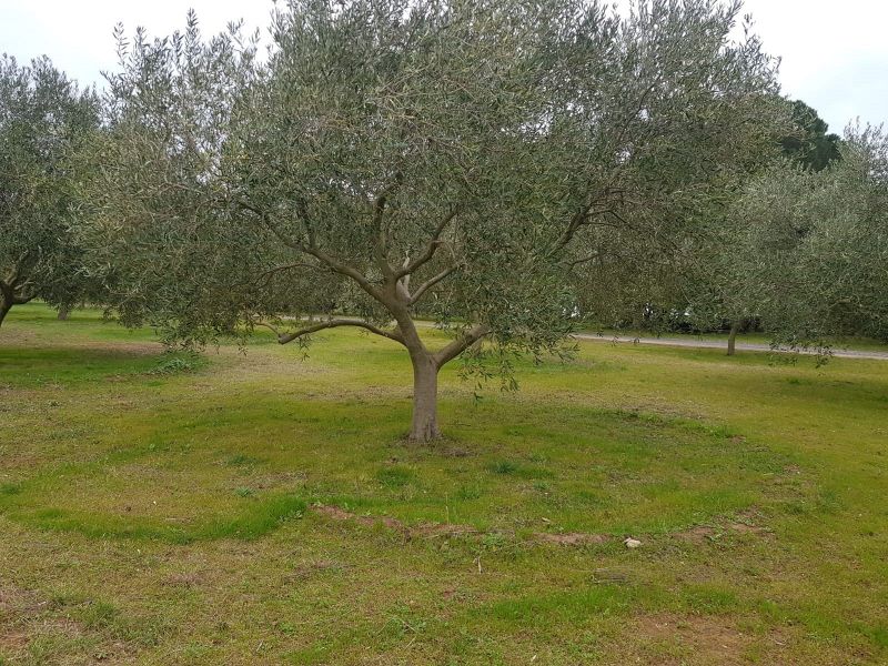 Fichier:Levret Demilune.jpg