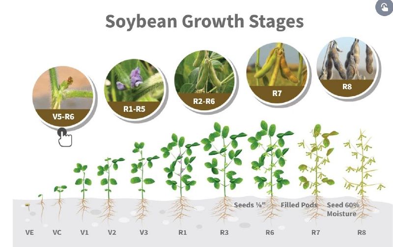 Fichier:Cycle Soja.jpg