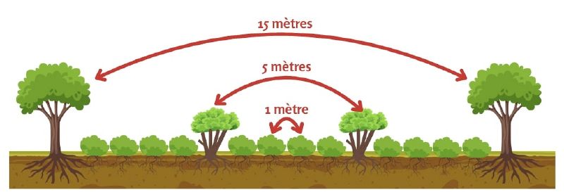 Fichier:Haie1 MSV.jpg