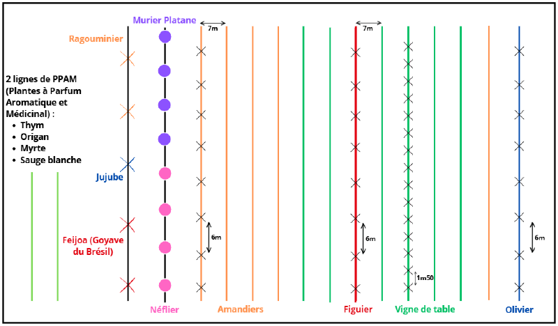 Fichier:Levret schema arbo.png
