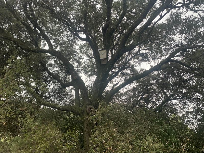 Fichier:Catherine chauve souris.jpg