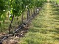 Irrigation-Vigne