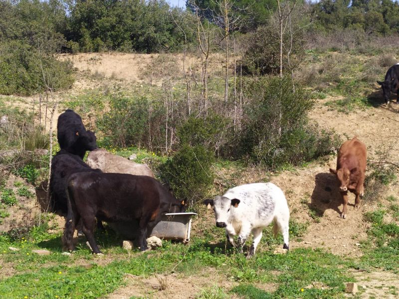 Fichier:Vaches-LB.jpg