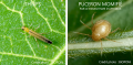 Thrips et puceron momifié