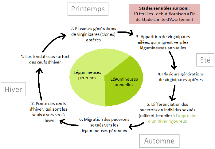 Puceron vert du pois-inline-0.png