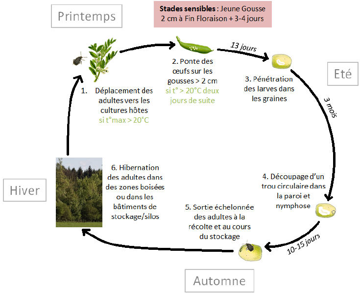 Fichier:Bruche de la fève-inline-0.png