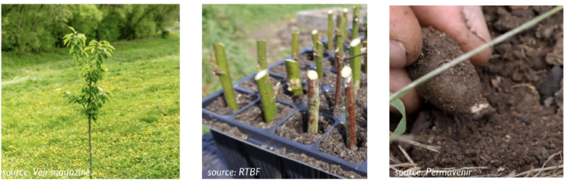 Fichier:Plant bouture gaine.png