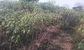 A cassava farm 01