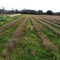 Parcelles lavandins Blayac
