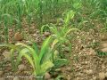 Carence grave, la décoloration atteint la totalité du limbe des feuilles les plus jeunes