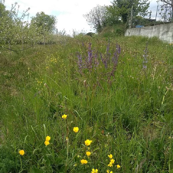 Fichier:Bande fleurie .jpg