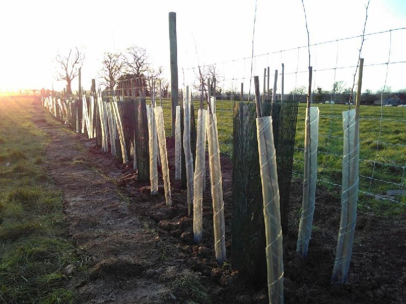 Fichier:Plantation haie.jpg