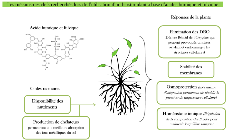 Biostimulant substances humiques.png