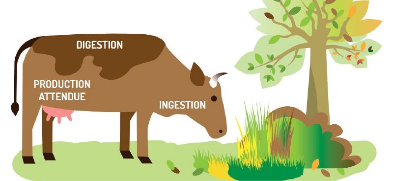 Fichier:Paturajuste ingestion volontaire fourrage.jpg