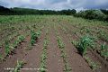 Carence grave : très grande hétérogénéité de la taille des plantes. Les plantes les plus touchées vont disparaître.