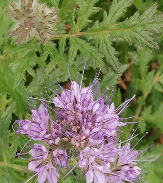 Fichier:Fleurs couvert Patrick Chassac.jpg
