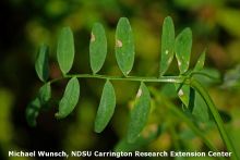 Maladies-Ascochytose feuilles lentille Michael-Wunsch.jpg