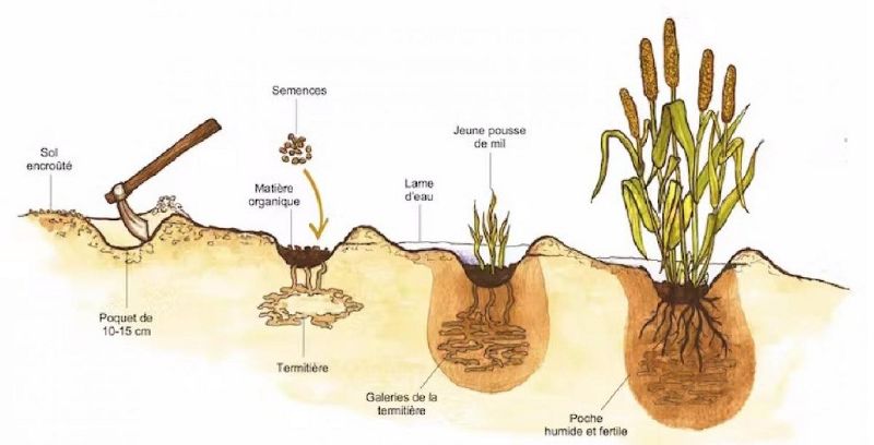 Fichier:Zai Schema.jpg