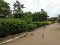 Poulets en plein air.