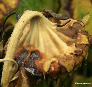 TRN Botrytis 1-dos-capitule-min.jpg