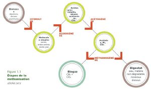Etapes de la méthanisation