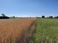 Assolement prairies et céréales