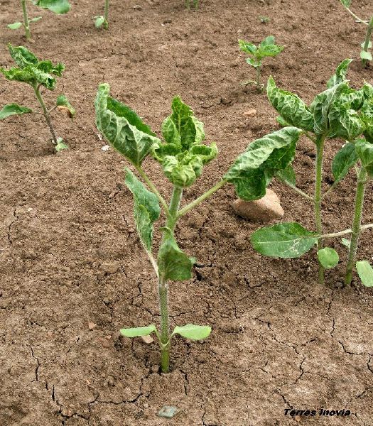 Fichier:TRN PuceronVert 3-fletrissement-min.jpg