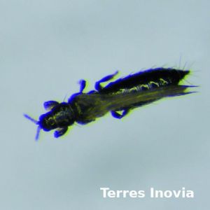 0604 thrips grosplan.jpg