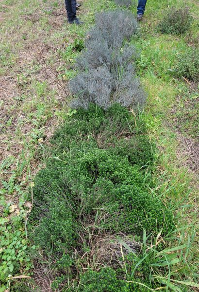 Fichier:Levret PPAM.jpg