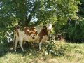 Vignette pour la version du 7 juin 2026 à 11:58