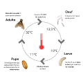 Ceratitis capitata cycle