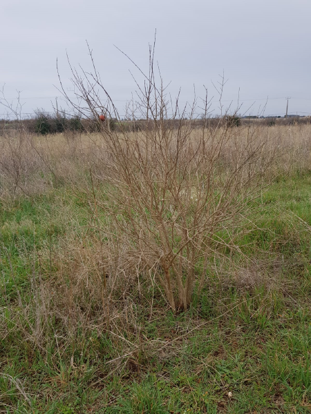 Fichier:Levret Grenadier.png