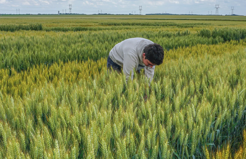 Fichier:Différentes vériétés blé.webp