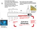 Cycle rhizophagie