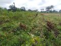 A Massive Cassava Farm